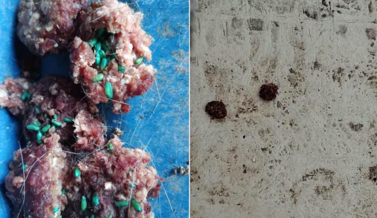 Denuncian que una vecina de Sarandí puso carne con veneno para matar gatos y temen por los chicos de una escuela - imagen de origen