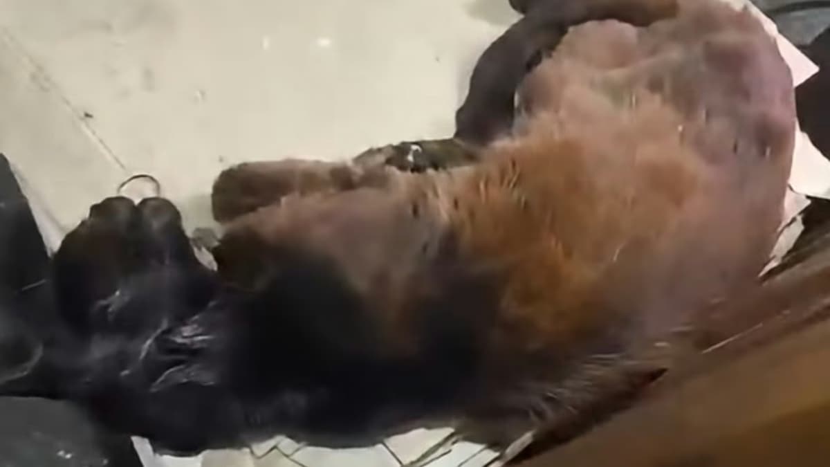 Proteccionistas piden rescatar a los gatos que siguen en "la casa del horror" de Banfield - imagen de origen