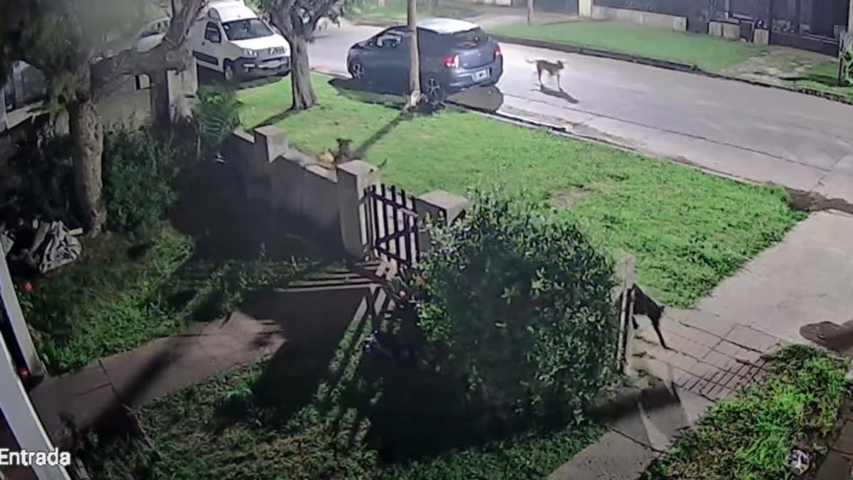Un brutal ataque de la jauría contra un gato durante la madrugada.